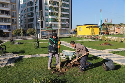 Park Bahçeler Müdürlüğümüzce yeşillendirme çalışmaları kapsamında; ilçemizdeki parklarda mevsimsel şartlara uygun yeni ağaçlar toprakla buluşuyor